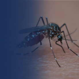 Malaria Elimination