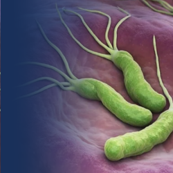 H. pylori
